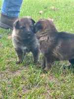 Otter, a female German Shepherd Dog for sale in Reddick, FL – 2 of 7