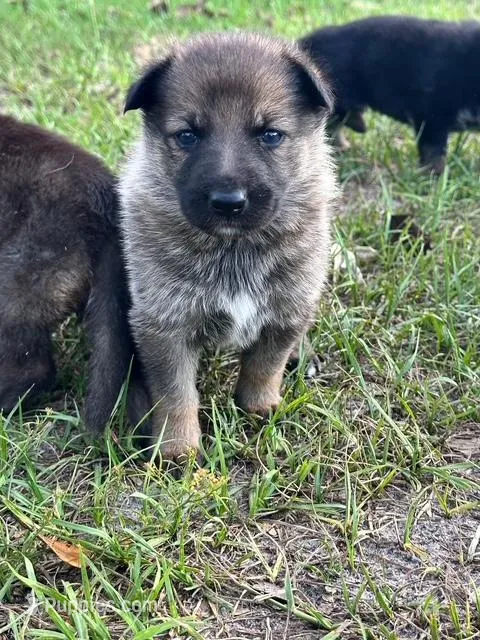 Otter – German Shepherd Dog puppy for sale in Reddick, FL