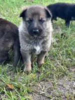 Otter, a female German Shepherd Dog for sale in Reddick, FL – 1 of 7