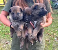 Slim, a male German Shepherd Dog for sale in Reddick, FL – 3 of 9