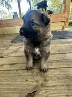 Slim, a male German Shepherd Dog for sale in Reddick, FL – 2 of 9