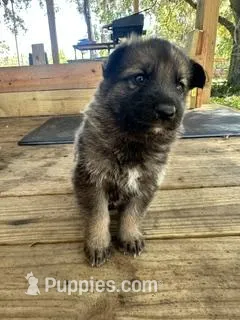 Slim – German Shepherd Dog puppy on hold in Reddick, FL