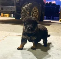 Bronco, a male German Shepherd Dog for sale in Reddick, FL – 2 of 9