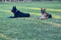 Bronco, a male German Shepherd Dog for sale in Reddick, FL – 8 of 9