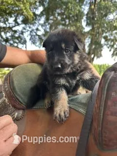 Bronco – German Shepherd Dog puppy for sale in Reddick, FL