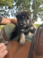 Bronco, a male German Shepherd Dog for sale in Reddick, FL – 1 of 9