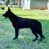 Bronco, a male German Shepherd Dog for sale in Reddick, FL – 3 of 9
