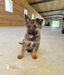 Otter – German Shepherd Dog puppy for sale in Reddick, FL