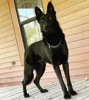 Kole, a male German Shepherd Dog for sale in Reddick, FL – 6 of 10