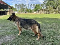 Kole, a male German Shepherd Dog for sale in Reddick, FL – 10 of 10