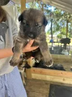 Kole, a male German Shepherd Dog for sale in Reddick, FL – 4 of 10