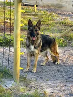 Kole, a male German Shepherd Dog for sale in Reddick, FL – 8 of 10