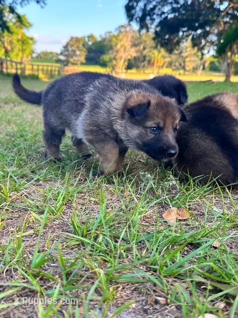 Kole – German Shepherd Dog puppy for sale in Reddick, FL