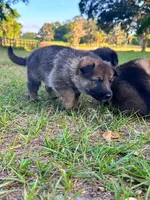 Kole, a male German Shepherd Dog for sale in Reddick, FL – 1 of 10