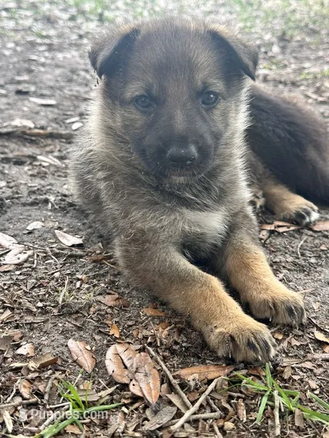 Otter – German Shepherd Dog puppy for sale in Reddick, FL