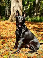 Whiskey , a male German Shepherd Dog for sale in Reddick, FL – 5 of 8