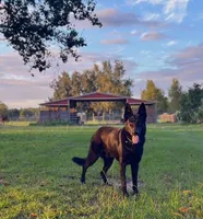 Whiskey , a male German Shepherd Dog for sale in Reddick, FL – 6 of 8