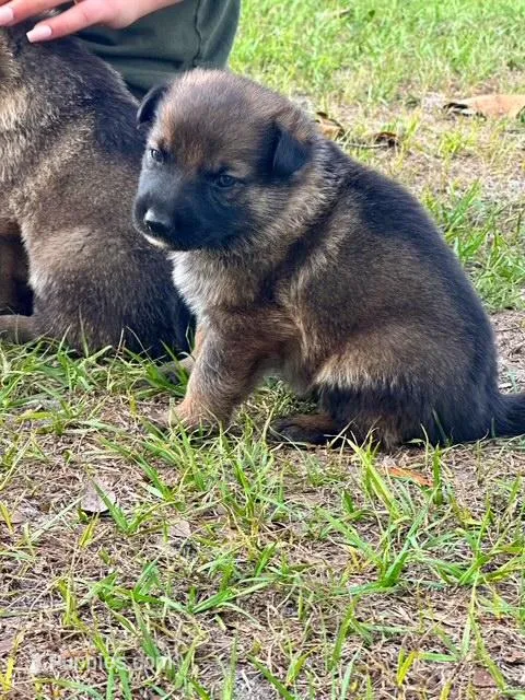 Whiskey  – German Shepherd Dog puppy for sale in Reddick, FL