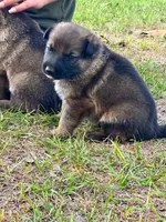 Whiskey , a male German Shepherd Dog for sale in Reddick, FL – 1 of 8