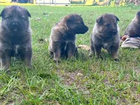 Whiskey , a male German Shepherd Dog for sale in Reddick, FL – 2 of 8