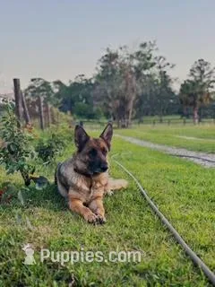 Tessa – German Shepherd Dog puppy for sale in Reddick, FL