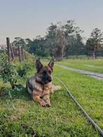 Tessa, a female German Shepherd Dog for sale in Reddick, FL – 1 of 8