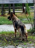 Tessa, a female German Shepherd Dog for sale in Reddick, FL – 6 of 8