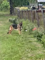 Tessa, a female German Shepherd Dog for sale in Reddick, FL – 5 of 8