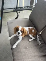 Maggie, a female Cavalier King Charles Spaniel for sale in Wilkes Barre, PA – 3 of 3