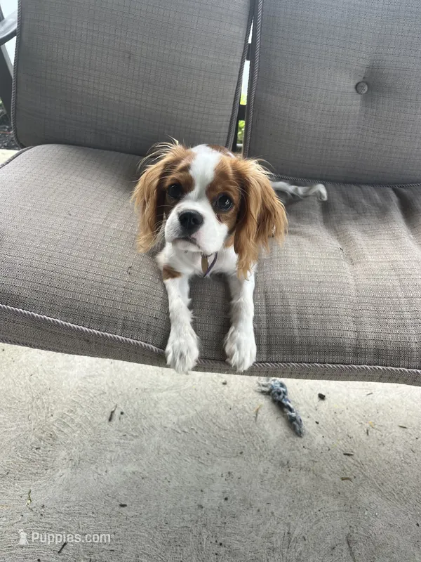 Maggie – Cavalier King Charles Spaniel puppy for sale in Wilkes Barre, PA