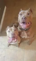 Beautiful Family Trained Bully ♀️, a female American Bully for sale in Summerfield, FL – 6 of 10