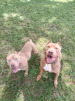 Beautiful Family Trained Bully ♀️, a female American Bully for sale in Summerfield, FL – 7 of 10
