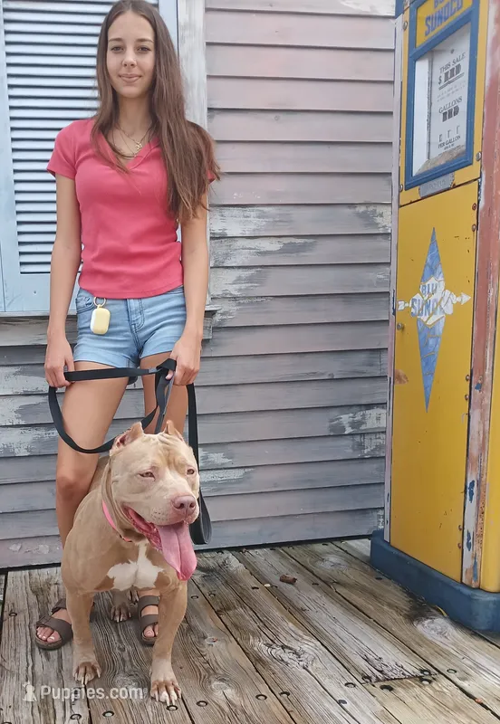 Beautiful Family Trained Bully ♀️ – American Bully puppy for sale in Summerfield, FL