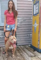 Beautiful Family Trained Bully ♀️, a female American Bully for sale in Summerfield, FL – 1 of 10