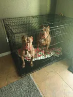 Beautiful Family Trained Bully ♀️, a female American Bully for sale in Summerfield, FL – 8 of 10