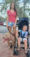 Beautiful Family Trained Bully ♀️, a female American Bully for sale in Summerfield, FL – 9 of 10