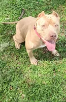Beautiful Family Trained Bully ♀️, a female American Bully for sale in Summerfield, FL – 4 of 10