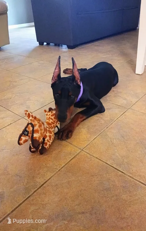 Mystique XL Euro – Doberman Pinscher puppy for sale in The Villages, FL