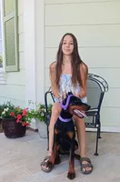 Mystique XL Euro, a female Doberman Pinscher for sale in The Villages, FL – Photo 2 of 10