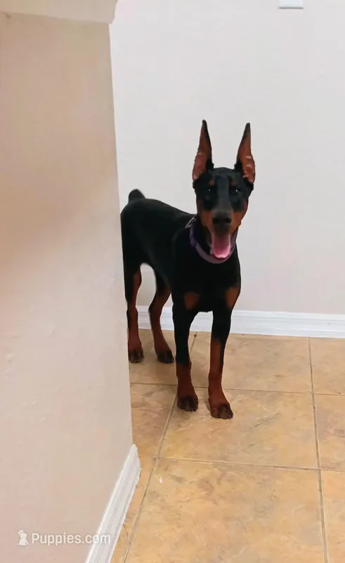 XL Service Euro Puppy – Doberman Pinscher puppy for sale in The Villages, FL