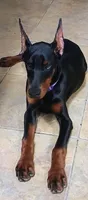 Mystique XL Euro, a female Doberman Pinscher for sale in The Villages, FL – Photo 2 of 10