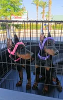 Mystique XL Euro, a female Doberman Pinscher for sale in The Villages, FL – Photo 9 of 10
