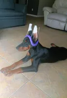 XL Family Euro, a female Doberman Pinscher for sale in The Villages, FL – Photo 10 of 10