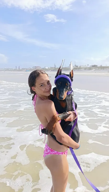 Mystique XL Euro – Doberman Pinscher puppy for sale in The Villages, FL
