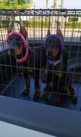 Storm XL Euro , a female Doberman Pinscher for sale in The Villages, FL – Photo 6 of 10