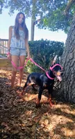 Storm XL Euro , a female Doberman Pinscher for sale in The Villages, FL – Photo 7 of 10