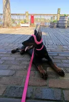 Storm XL Euro , a female Doberman Pinscher for sale in The Villages, FL – Photo 8 of 10