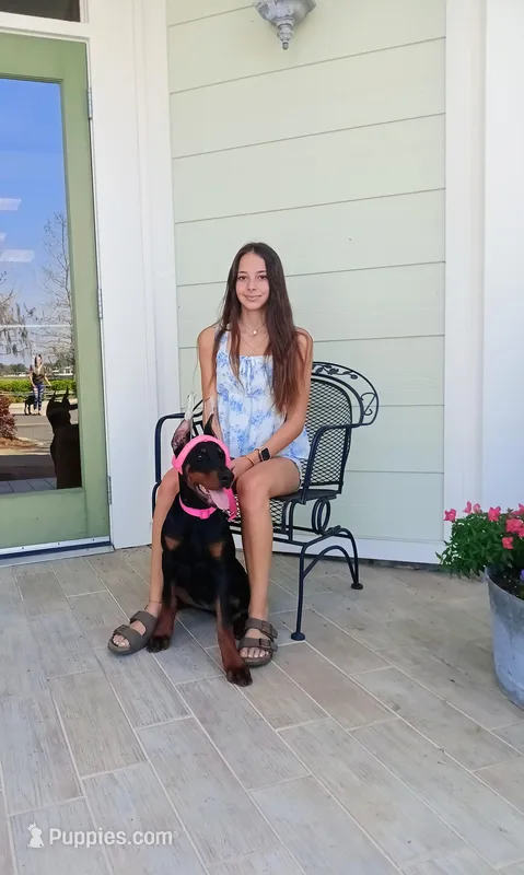 Storm XL Euro  – Doberman Pinscher puppy for sale in The Villages, FL