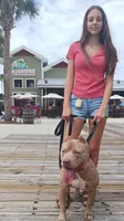 Beautiful Family Trained Bully ♀️, a female American Bully for sale in Summerfield, FL – 5 of 10