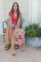 Beautiful Family Trained Bully ♀️, a female American Bully for sale in Summerfield, FL – 3 of 10